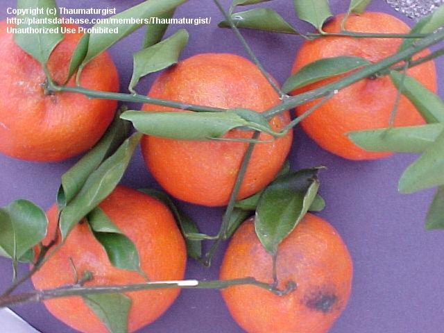 Tangerine Citrus reticulata